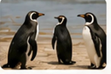 Penguins